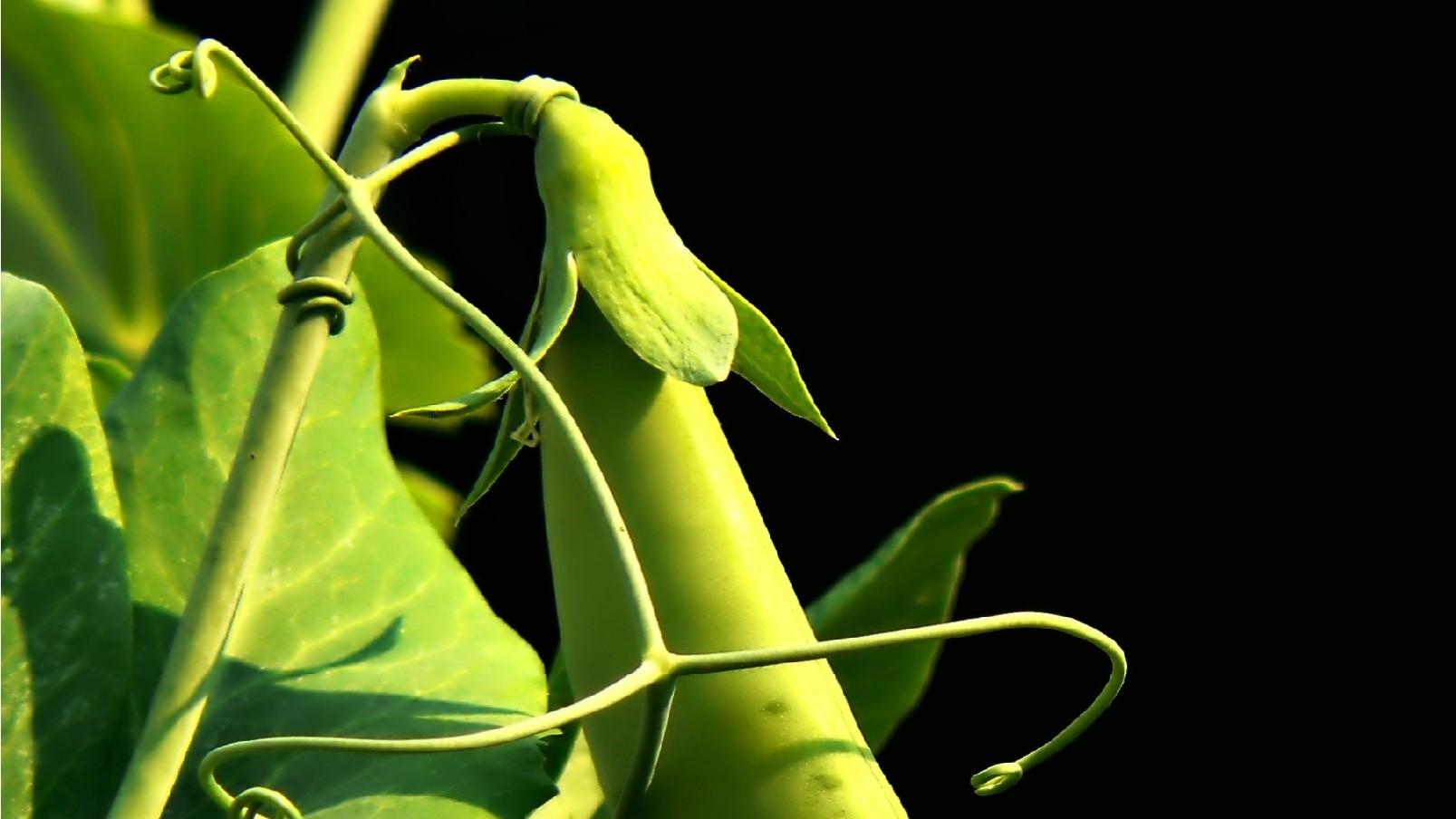 Growing Green Peas in a Home Garden University of Maryland Extension